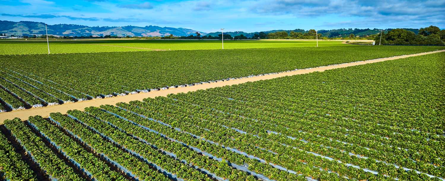 Strawberry beds running toward the hills in the Salinas Valley