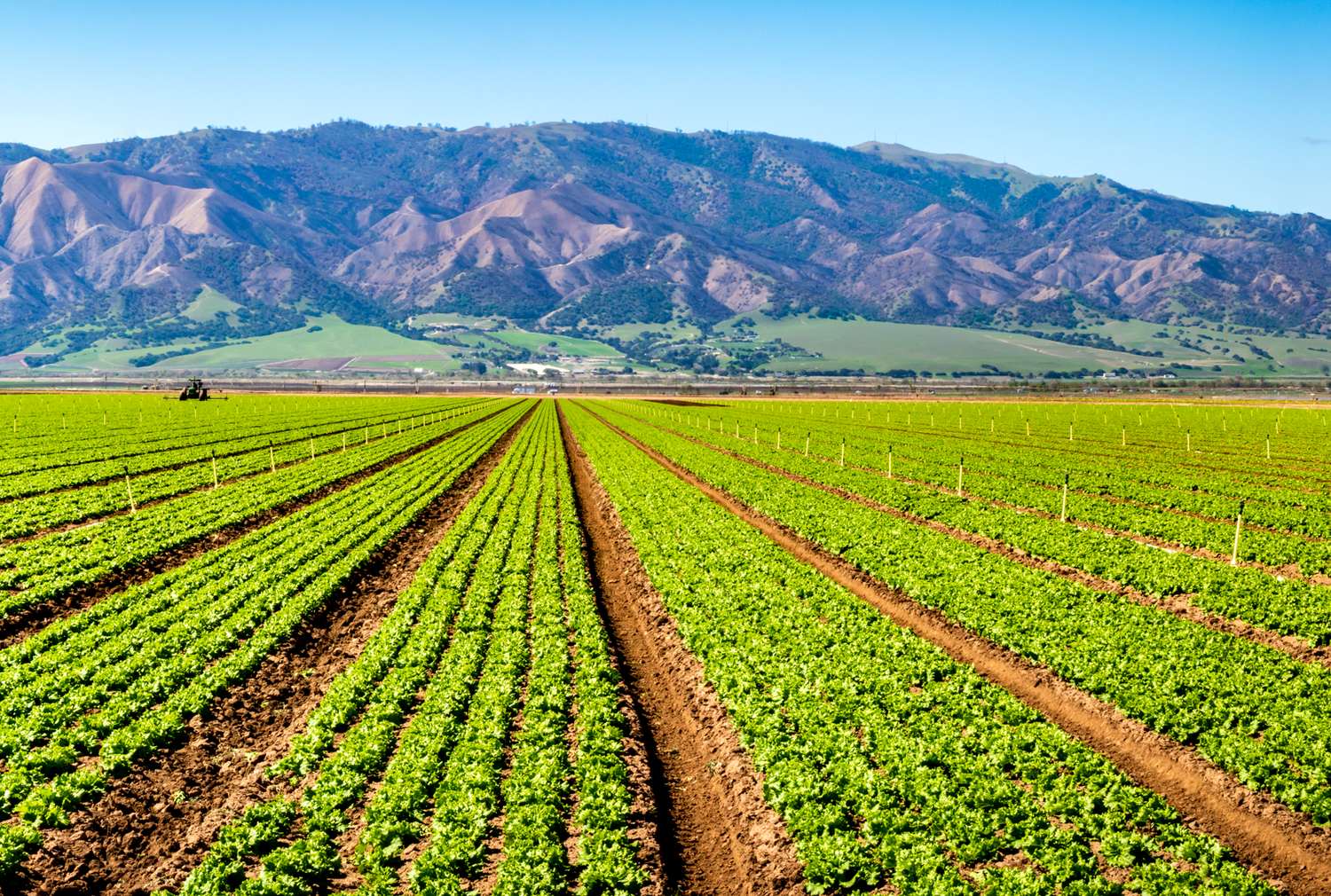 Rows of leafy greens running toward the coastal hills of the Salinas Valley