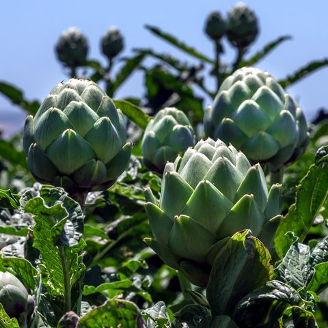 Artichokes growing on the plant