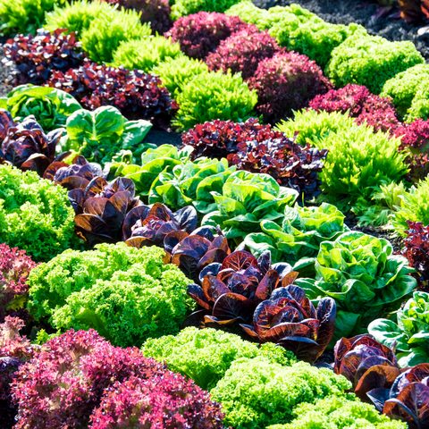 Rows of red and green leaf lettuce