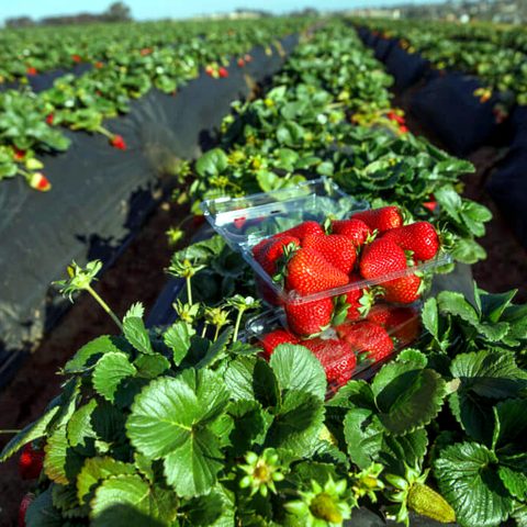 Ripe strawberries in a field bed