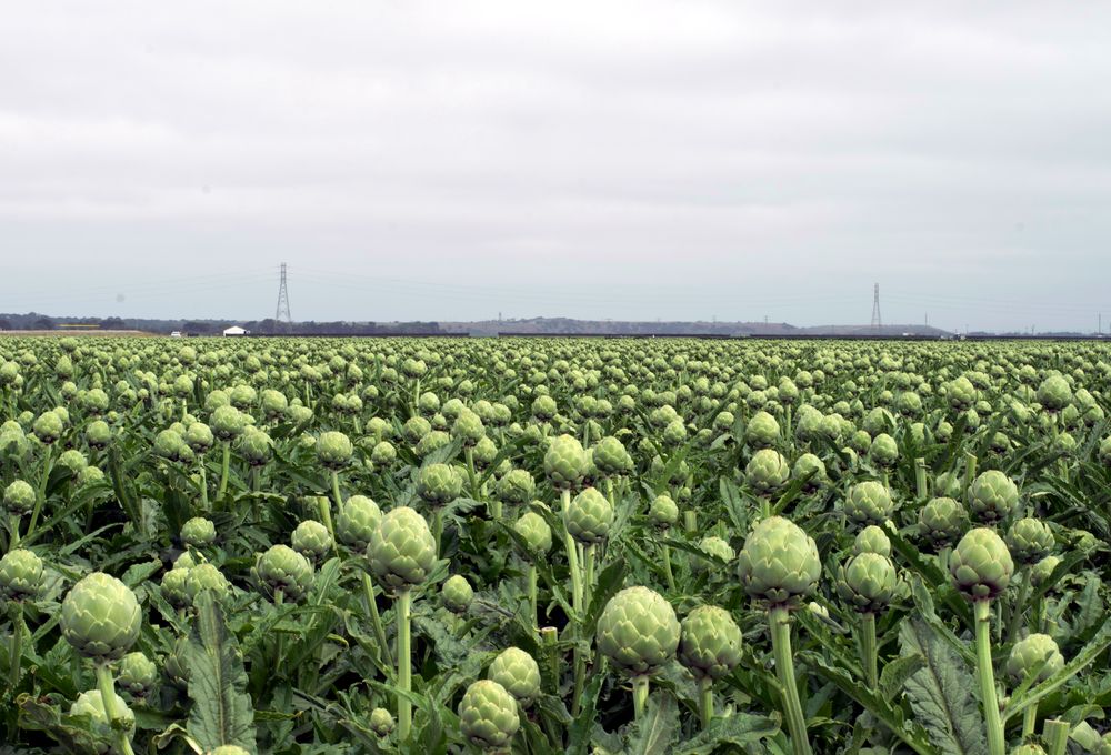 An artichoke field under a coastal California sky