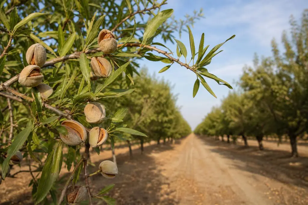 Almond trees in a California-style orchard, an AI-generated illustration.