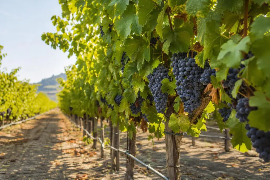 Table grape clusters and drip irrigation in a California vineyard.