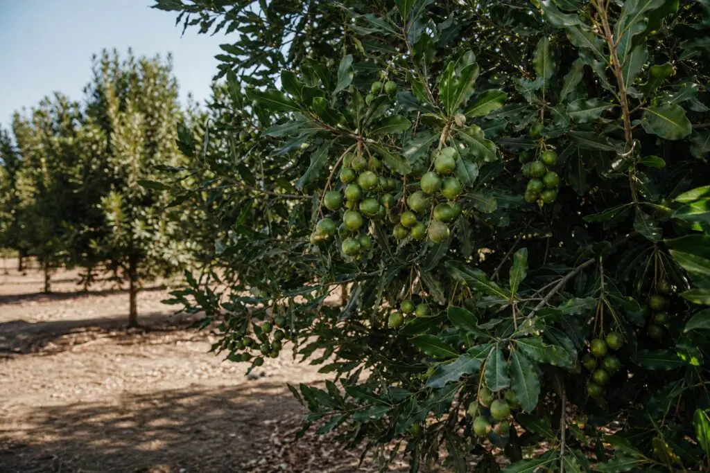 Macadamia trees in a small grove under natural daylight.