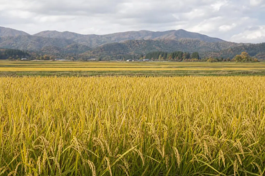 Golden rice plants in a mature field beneath a clear sky.
