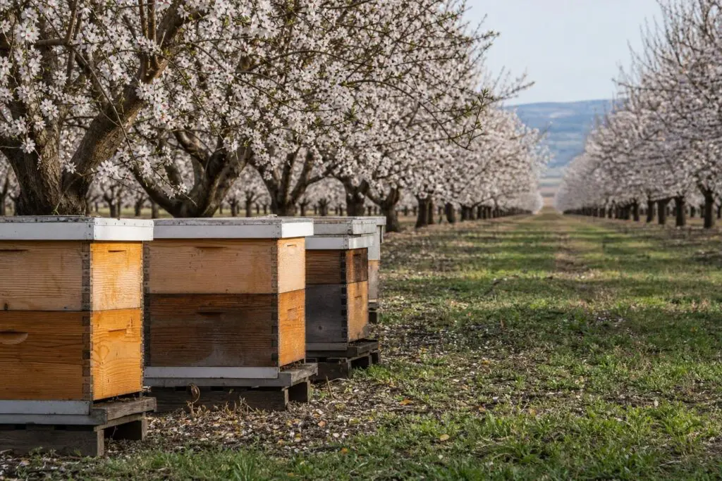 Managed beehives beside rows of blooming almond trees.
