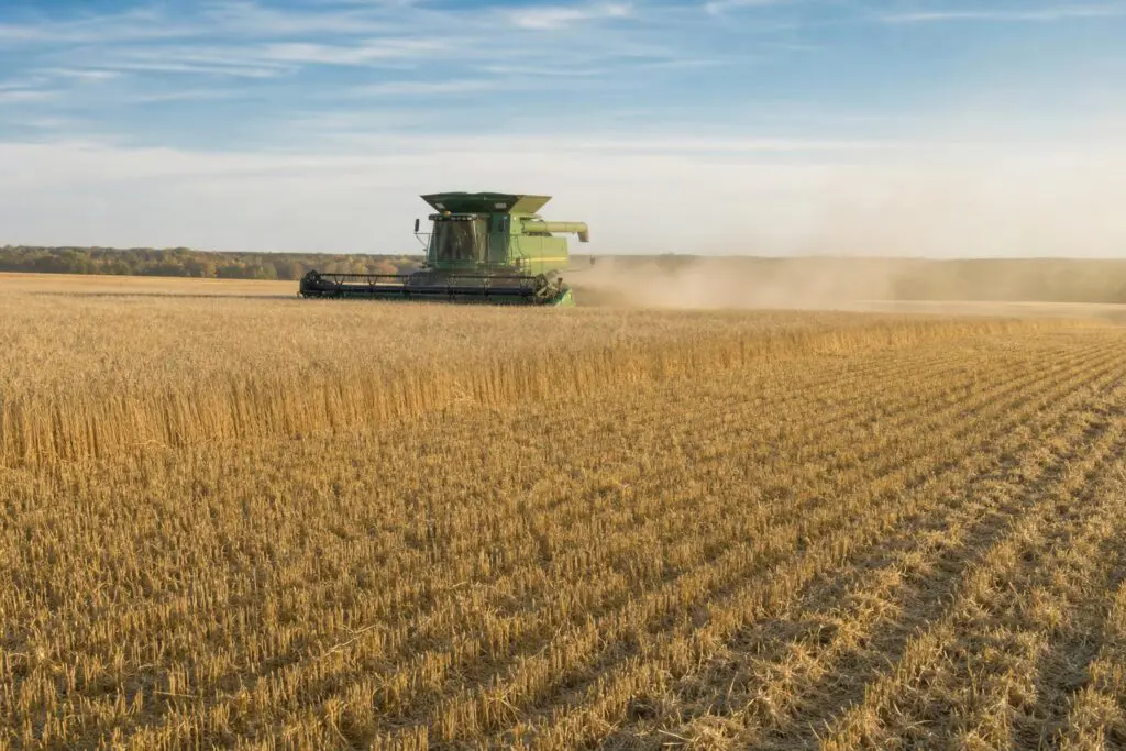 Combine harvesting a grain field with cut rows in the foreground.