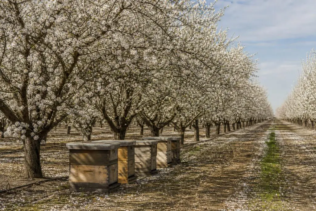 Plain beehive boxes beside rows of blooming almond trees.