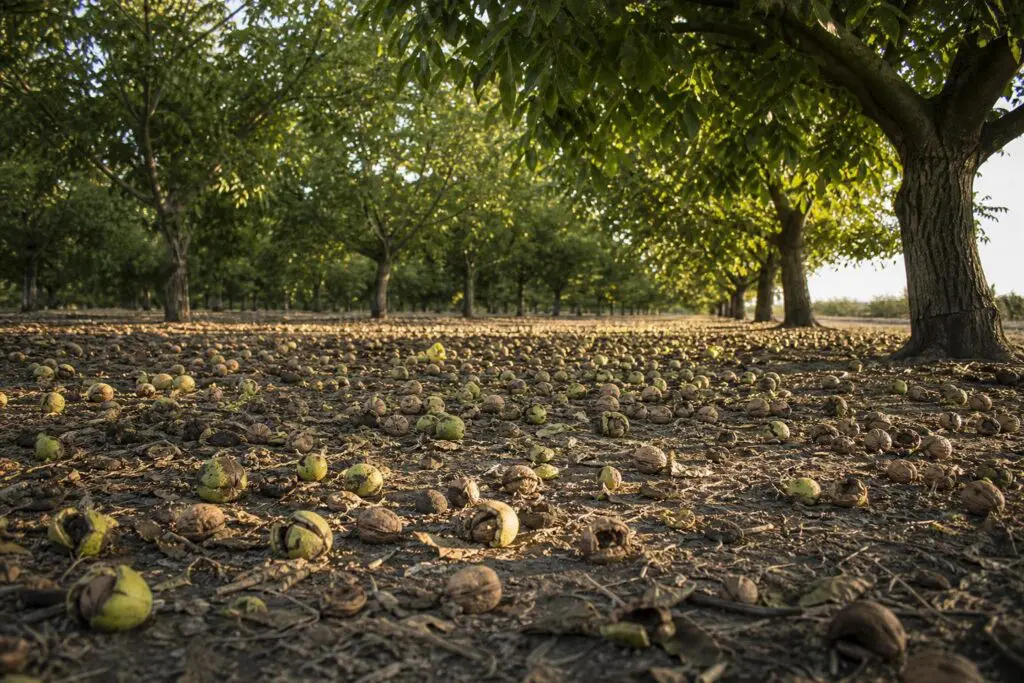 Walnuts resting on the ground beneath mature orchard trees.