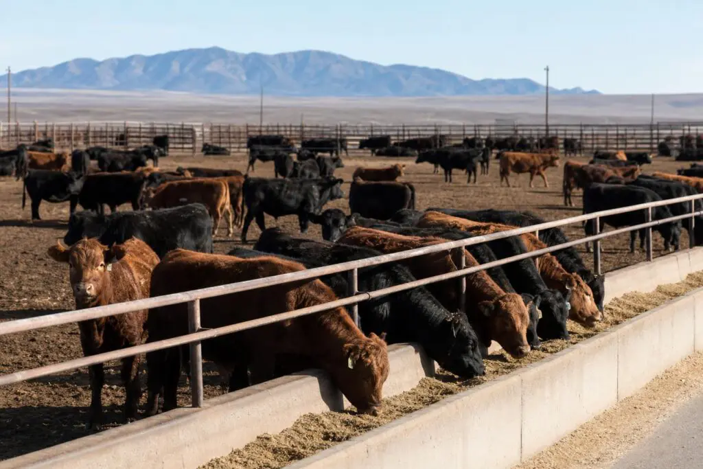 Beef feeder cattle standing in a dry-lot pen.