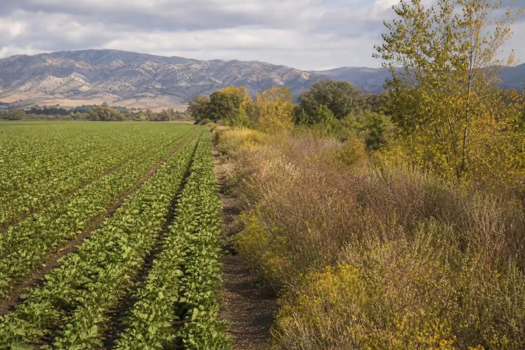 Cultivated fields alongside vegetation in a California agricultural landscape.