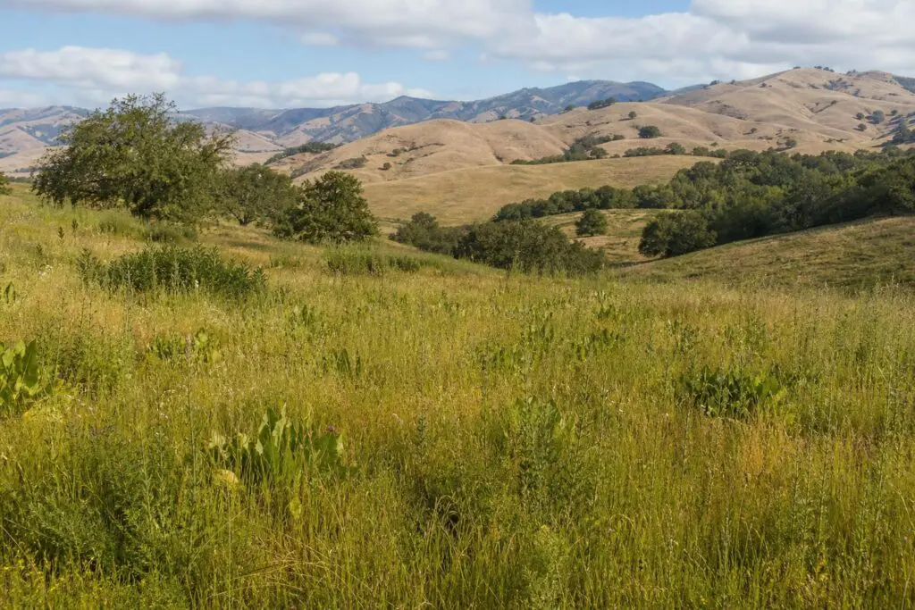 Mixed grass cover across rolling California foothill rangeland.