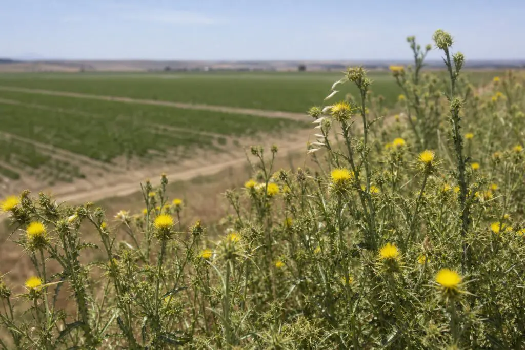 Yellow starthistle growing beside an agricultural field.