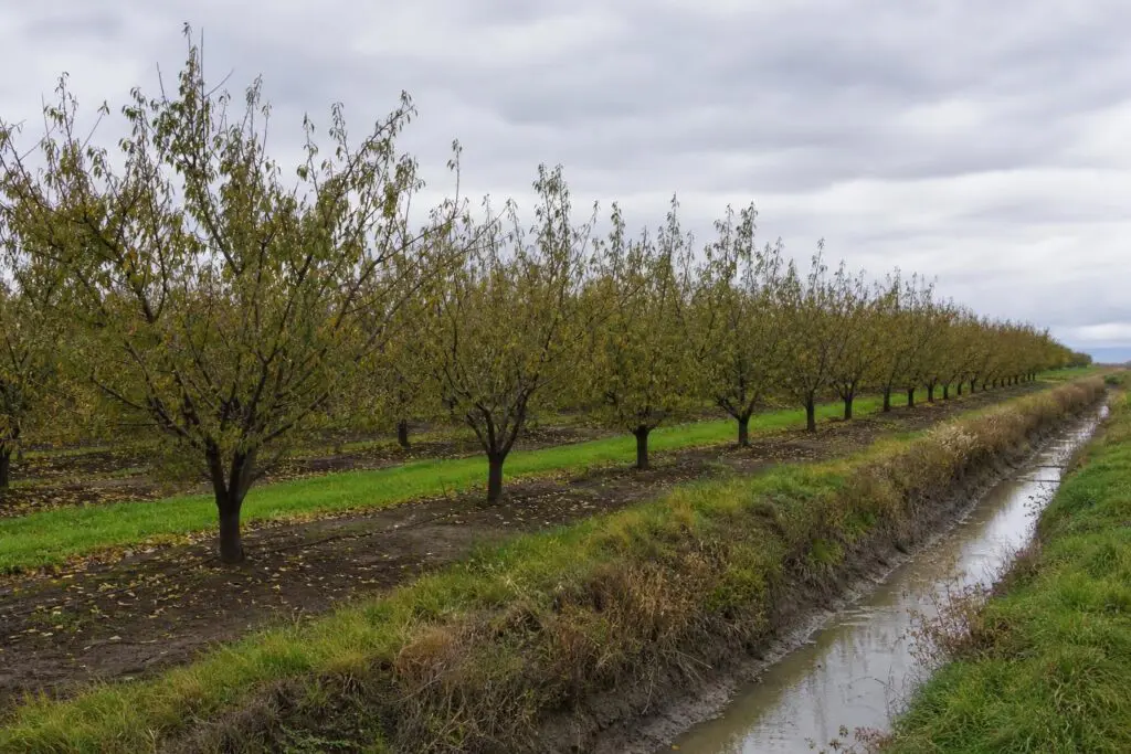 Orchard rows beside an open drainage ditch under an overcast sky.