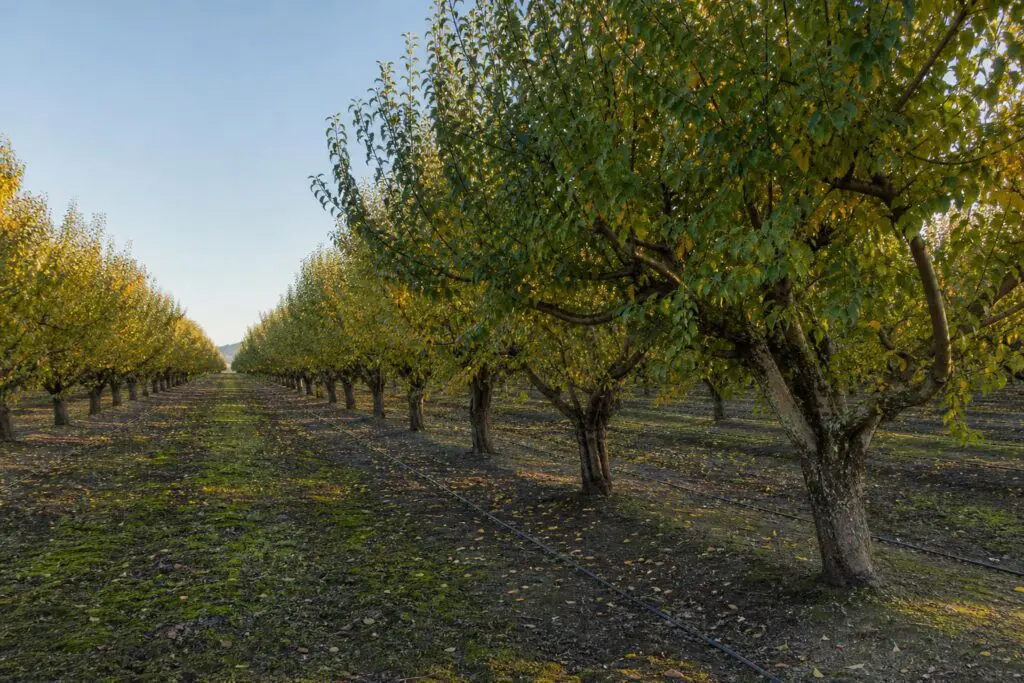 Illustration of a mature prune orchard with drip irrigation tubing in autumn.