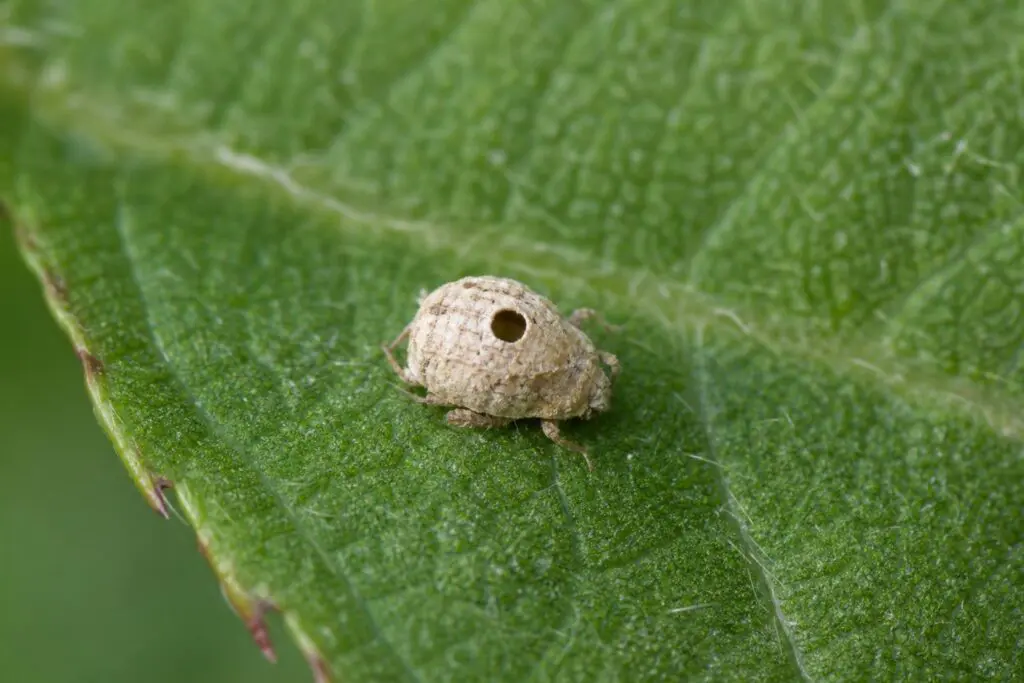 Illustration of an aphid mummy with an emergence hole on a leaf.