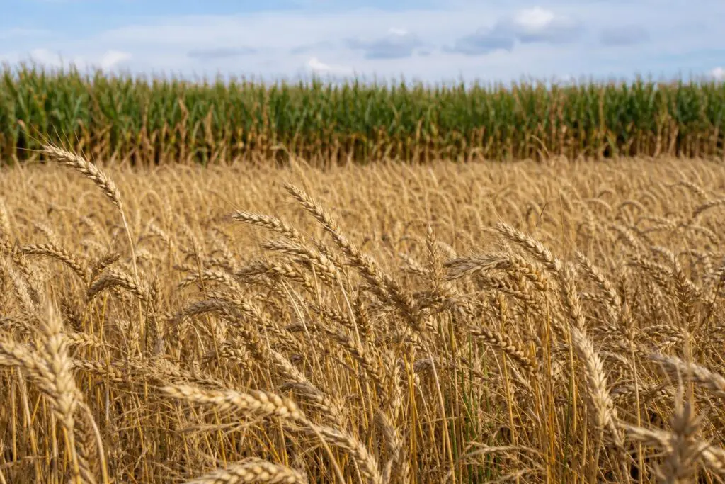 Mature wheat heads with a corn field in the distance.