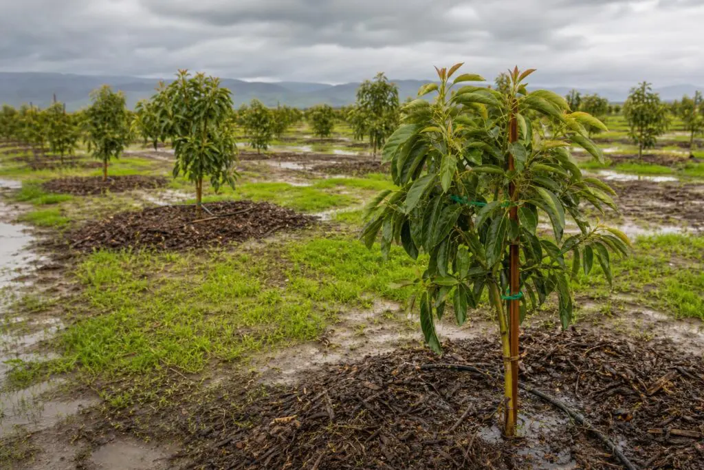 Young avocado trees with mulch and wet soil in a level orchard.