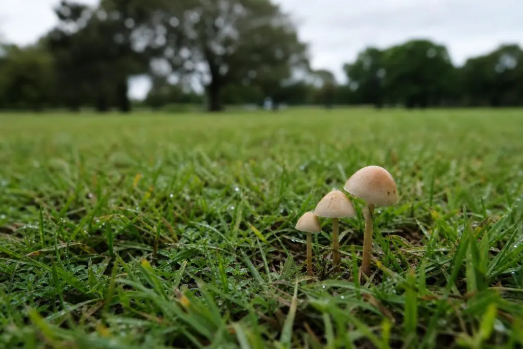 A few mushrooms growing in green lawn grass with trees in the background.